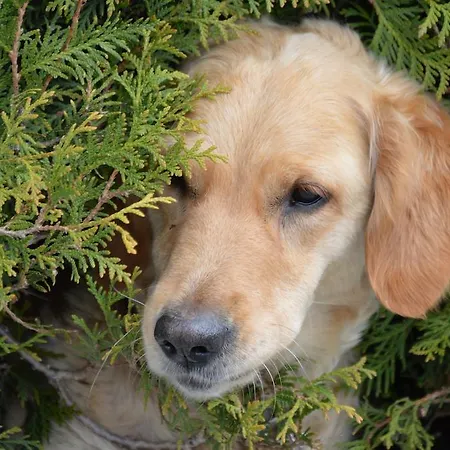 Krabacher דירה *