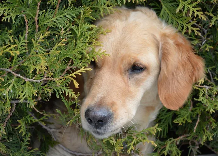 Krabacher Appartamento *